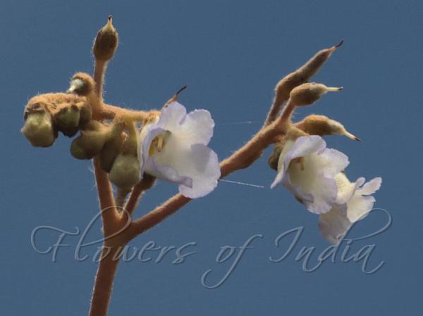 Large-Spike Stone Flower